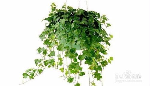 植物爆料忧郁藤蔓视频,揭秘植物世界的情感秘密 第3张 植物爆料忧郁藤蔓视频,揭秘植物世界的情感秘密 第3张